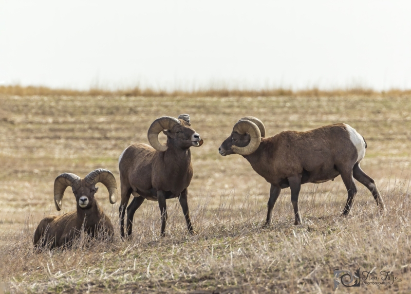 Big-Horn-Sheep-9.26.20