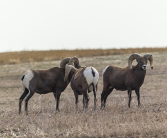 Big-Horn-Sheep-Peeing-9.26.20