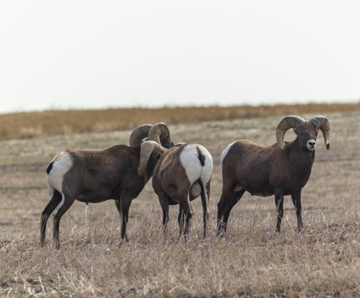 Big-Horn-Sheep-Peeing-9.26.20