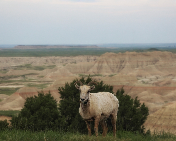 Bighorn-Sheep-5.27.23-8899