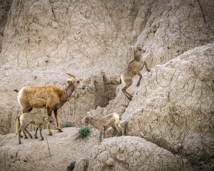 Bighorn-Sheep-5.27.23-8961