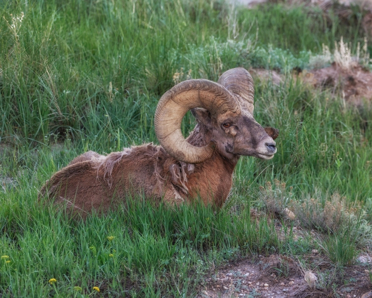 Bighorn-Sheep-5.29.23-0414