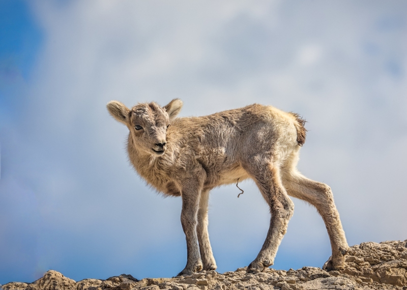 Bighorn-Sheep-baby-5.27.23-9314