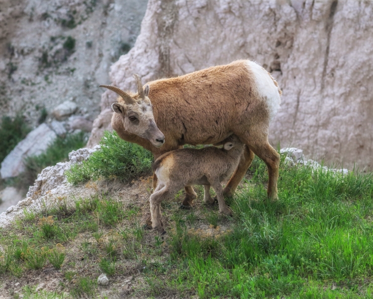 Bighorn-Sheep-feeding-5.27.23-9050