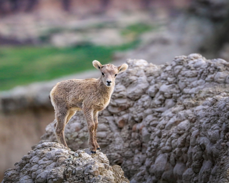 Bighorn-sheep-baby-5.27.23-9027