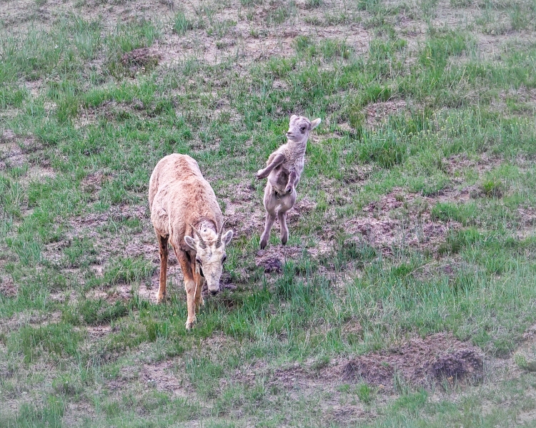 Bighorn-sheep-baby-5.27.23-9852