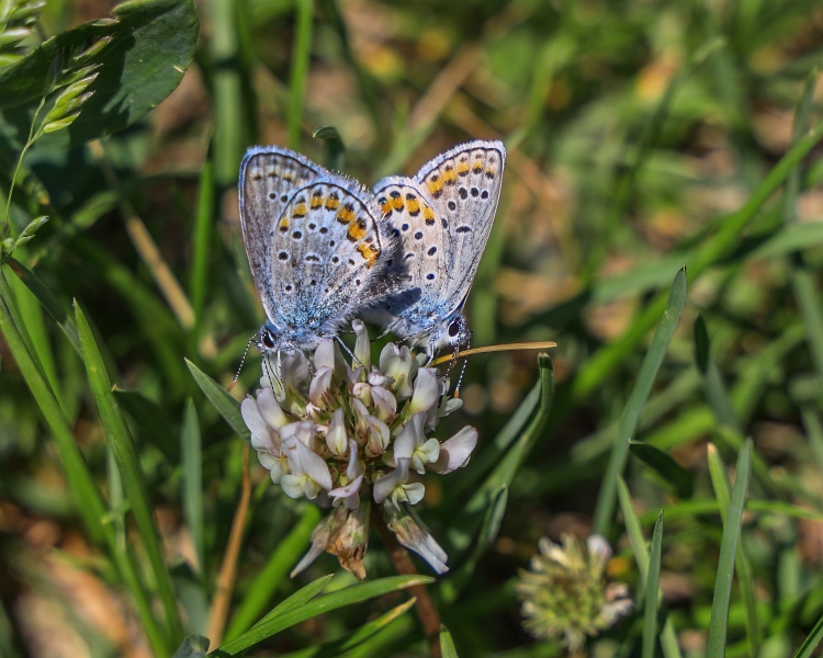 Karner-Blue-Butterfly-5.29.23-9107