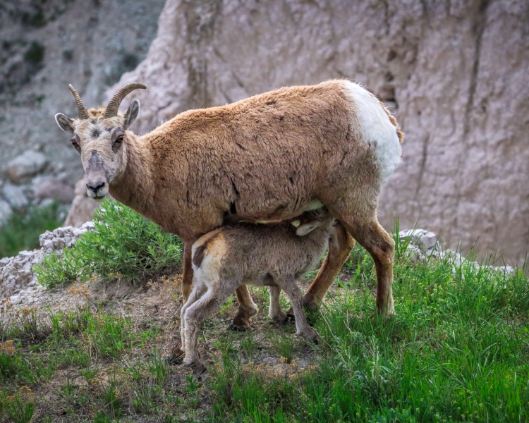 Sheep-feeding-5.28.23-9043