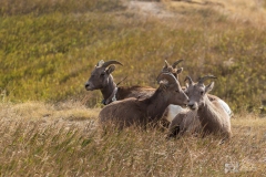 Badlands-sheep-9.26.20.3