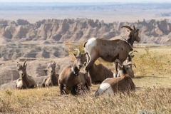 Badlands-sheep-9.26.20