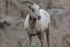 Big-Horn-Sheep-5.27.23-9890
