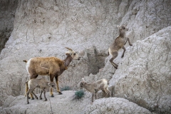 Big-Horn-Sheep-5.28.23-8961