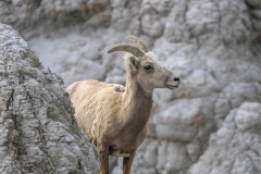 Big-Horn-Sheep-5.28.23-8977