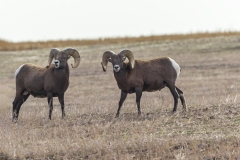 Big-Horn-Sheep-9.26.20.2