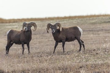 Big-Horn-Sheep-9.26.20.2