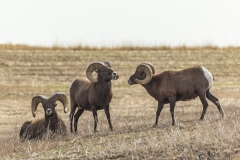 Big-Horn-Sheep-9.26.20