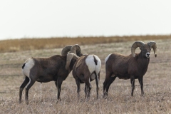 Big-Horn-Sheep-Peeing-9.26.20