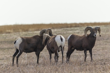 Big-Horn-Sheep-Peeing-9.26.20