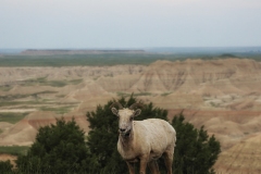 Bighorn-Sheep-5.27.23-8899