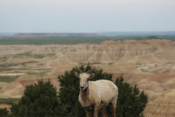 Bighorn-Sheep-5.27.23-8899