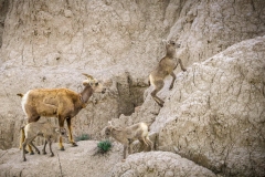 Bighorn-Sheep-5.27.23-8961