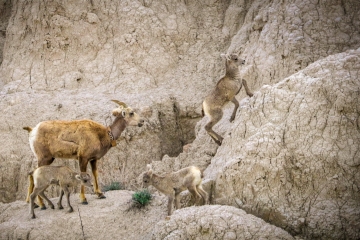Bighorn-Sheep-5.27.23-8961