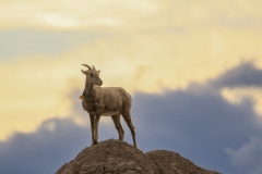 Bighorn-Sheep-5.28.23-8990
