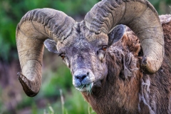 Bighorn-Sheep-5.29.23-0303