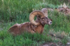 Bighorn-Sheep-5.29.23-0414