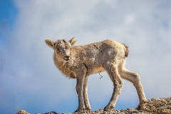 Bighorn-Sheep-baby-5.27.23-9314