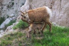 Bighorn-Sheep-feeding-5.27.23-9050