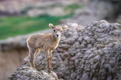 Bighorn-sheep-baby-5.27.23-9027