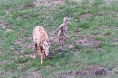 Bighorn-sheep-baby-5.27.23-9852