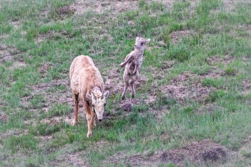 Bighorn-sheep-baby-5.27.23-9852