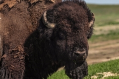 Bison-5.27.23-9387