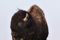 Bison-5.27.23-9545