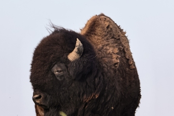 Bison-5.27.23-9545