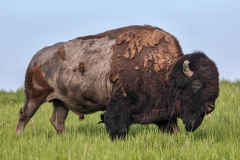 Bison-5.27.23-9592