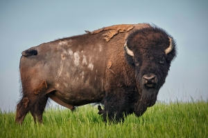 Bison-5.27.23-9655