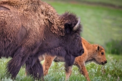 Bison-5.28.23-0035