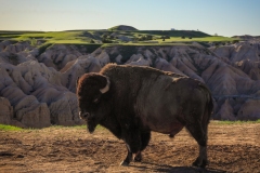 Bison-5.29.23-9070