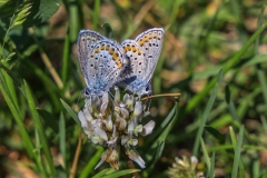 Karner-Blue-Butterfly-5.29.23-9107