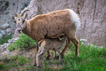 Sheep-feeding-5.28.23-9043