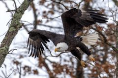 Eagle-3.1.26-1708-scaled