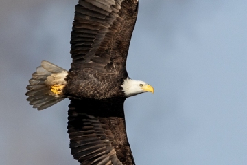 Bald-Eagle-1.4.25-8547