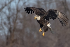 Eagle-1.15.24-5125