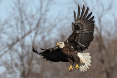 Eagle-1.15.24-5136@2x