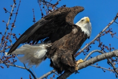 Eagle-1.20.24-5884