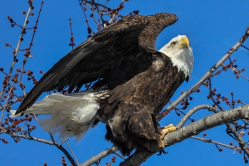 Eagle-1.20.24-5884