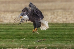 Eagle-11.8.25-9961